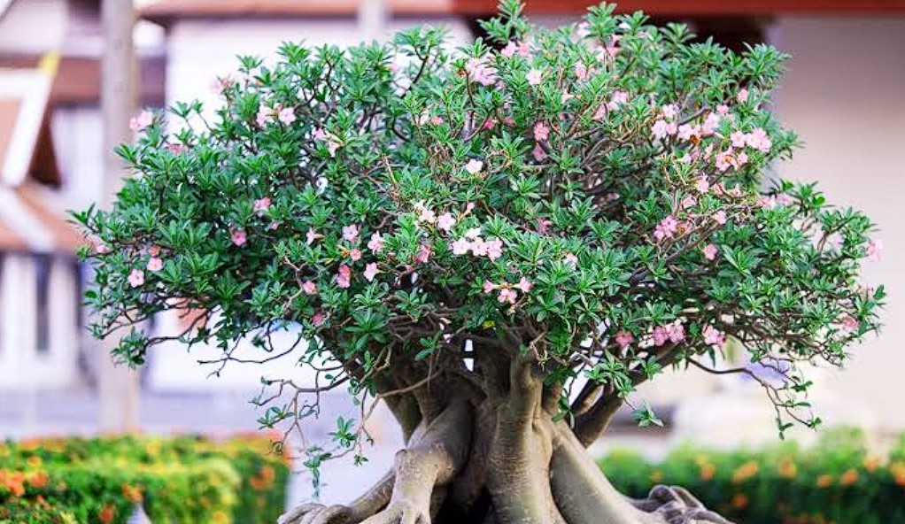 Adenium Plant Care