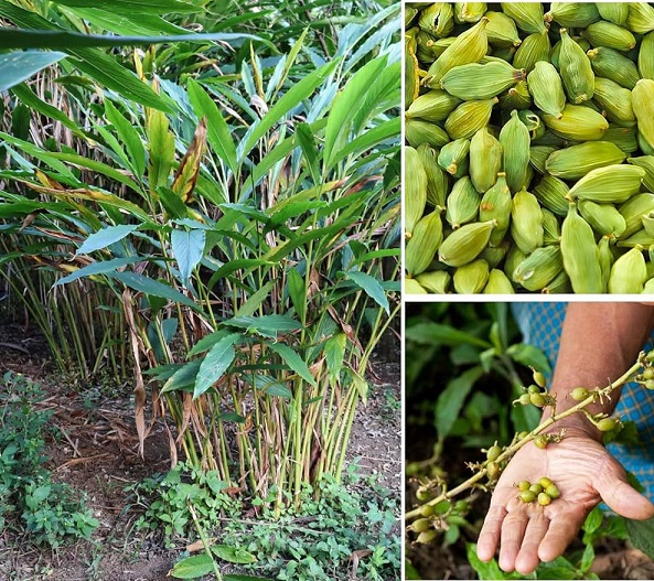 Small Cardamom