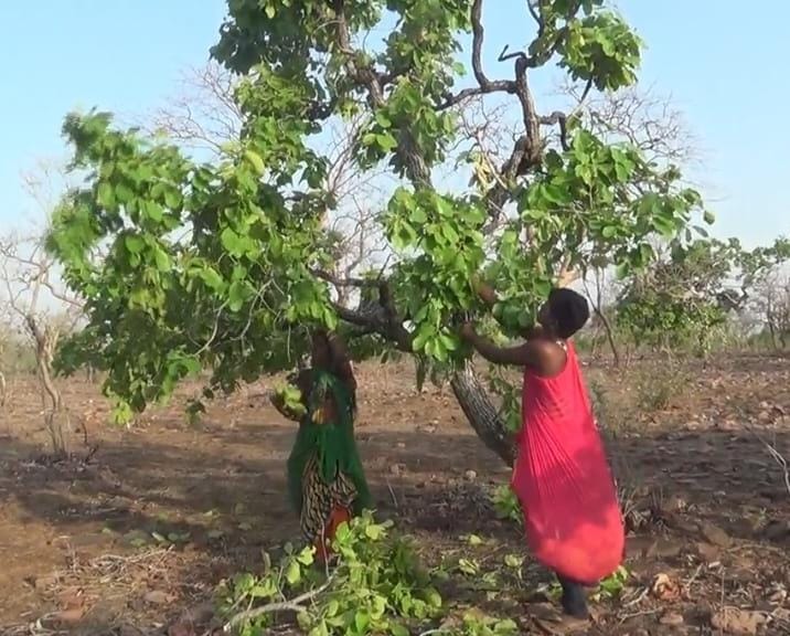 Tendu leaf collectors