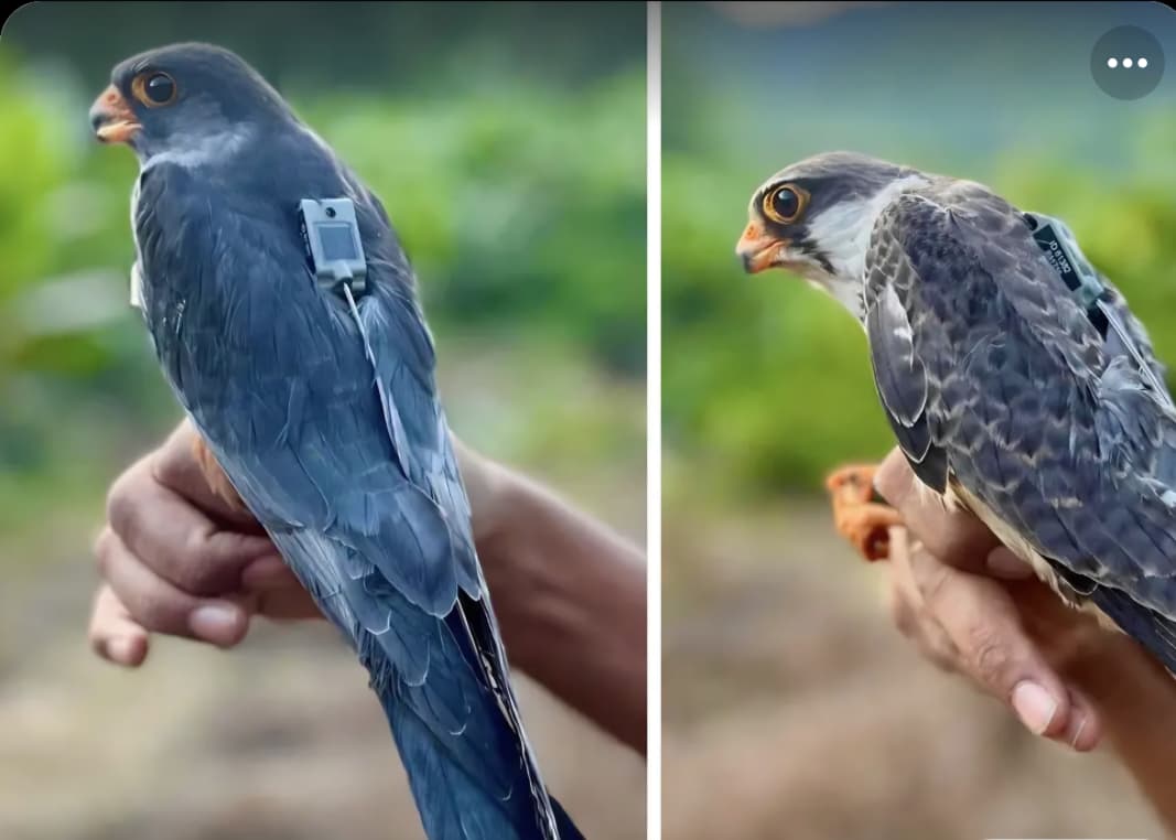 Two Amur falcons