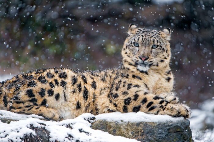 International Snow Leopard Day 2026