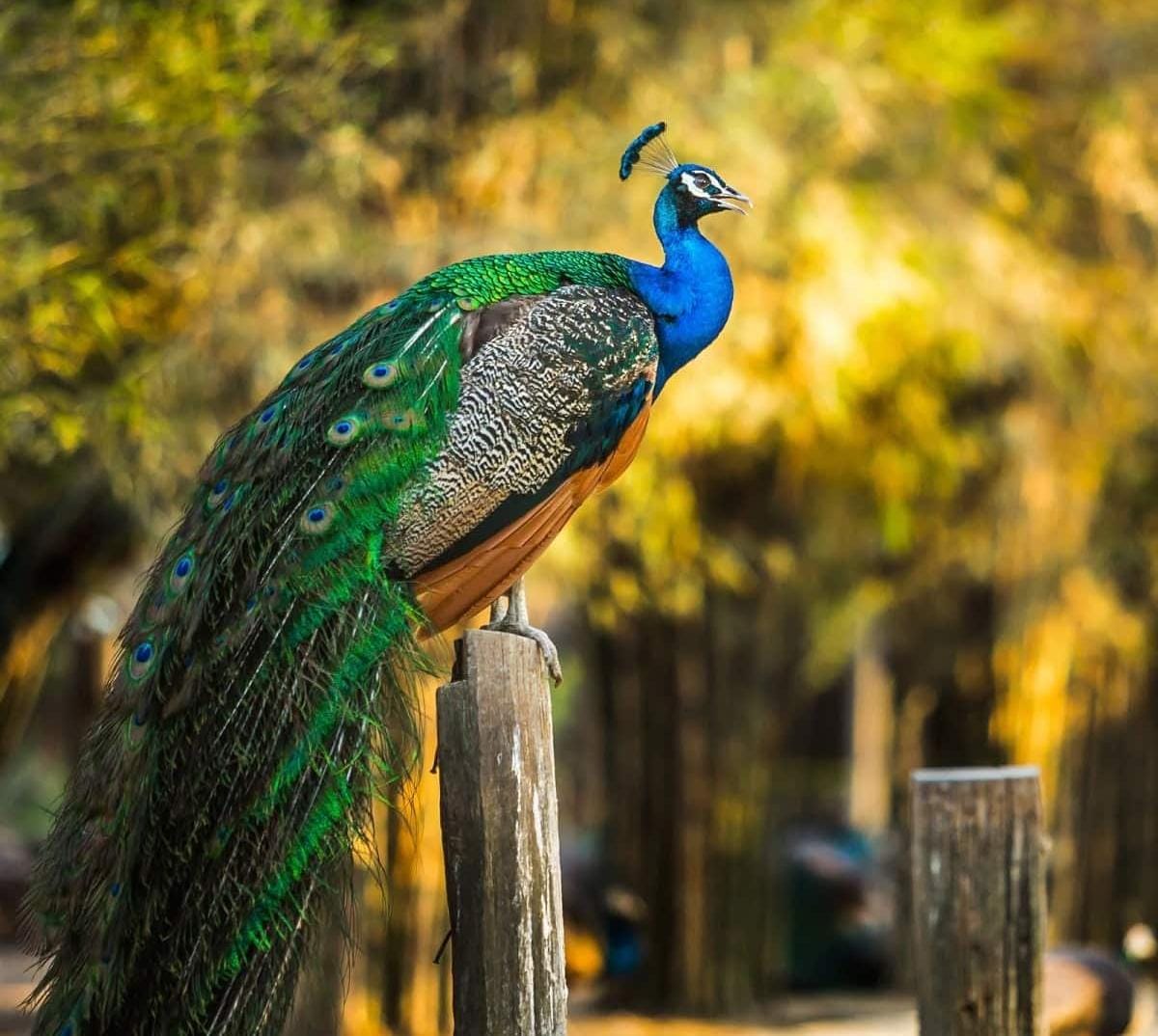 peacock conservation